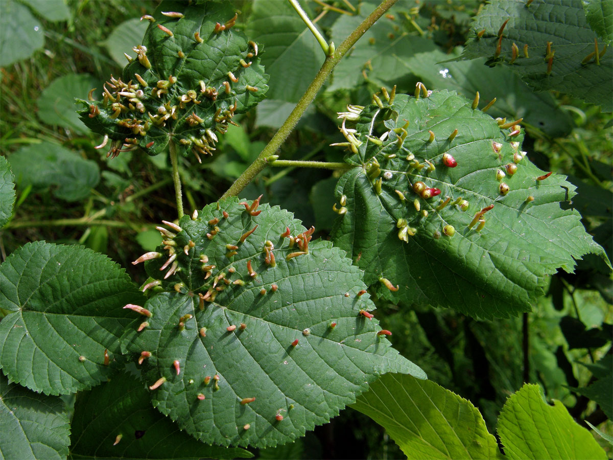 Hálky vlnovníka lipového (Eriophyes tiliae)