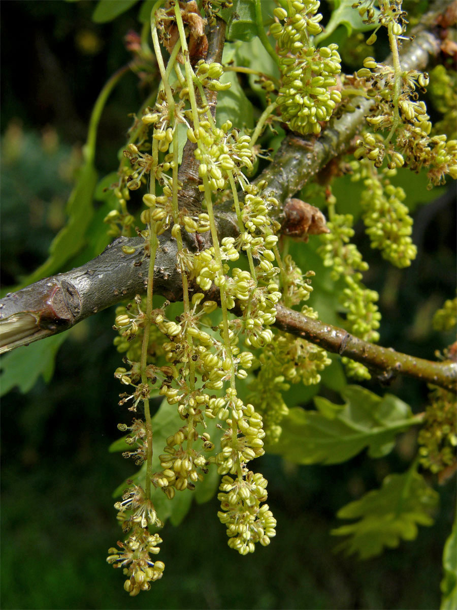 Dub zimní (Quercus petraea (Matuschka) Liebl.)