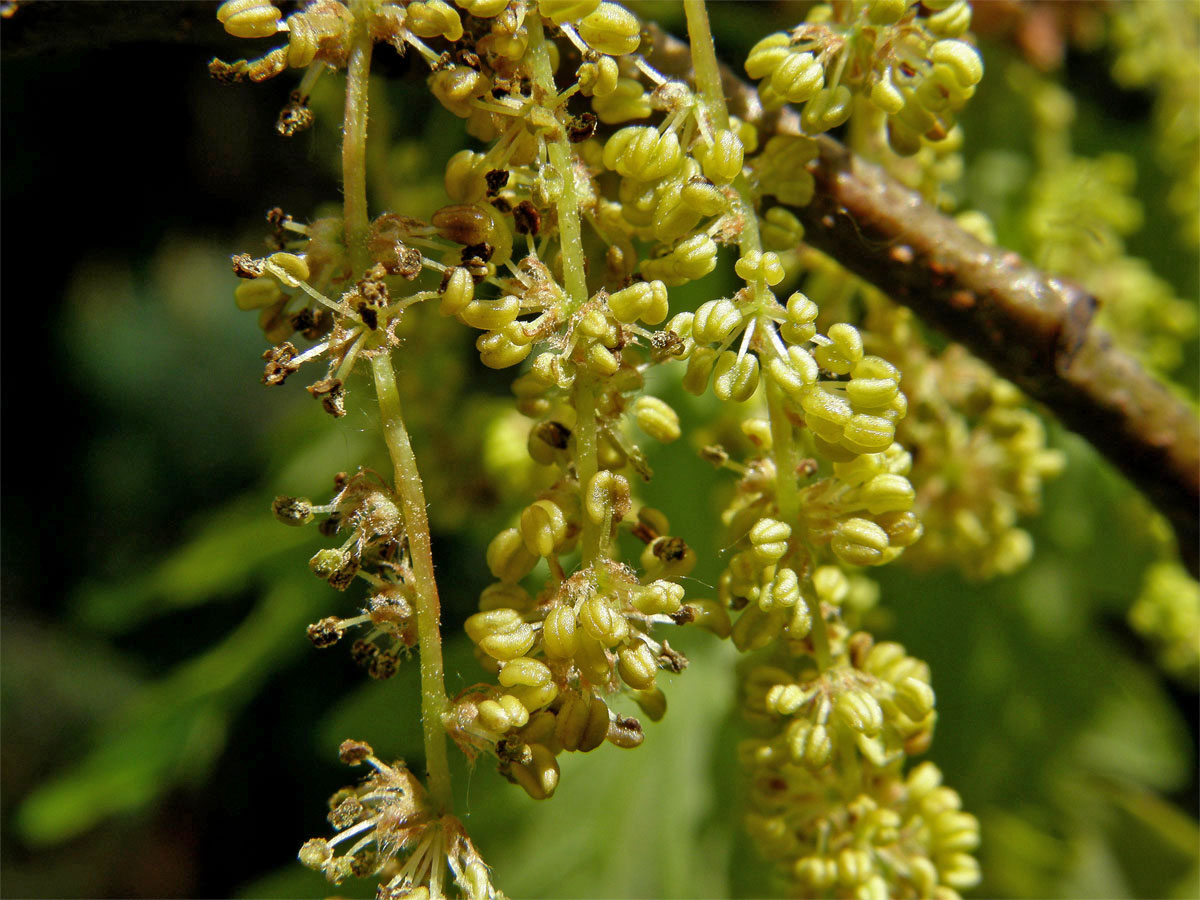 Dub zimní (Quercus petraea (Matuschka) Liebl.)