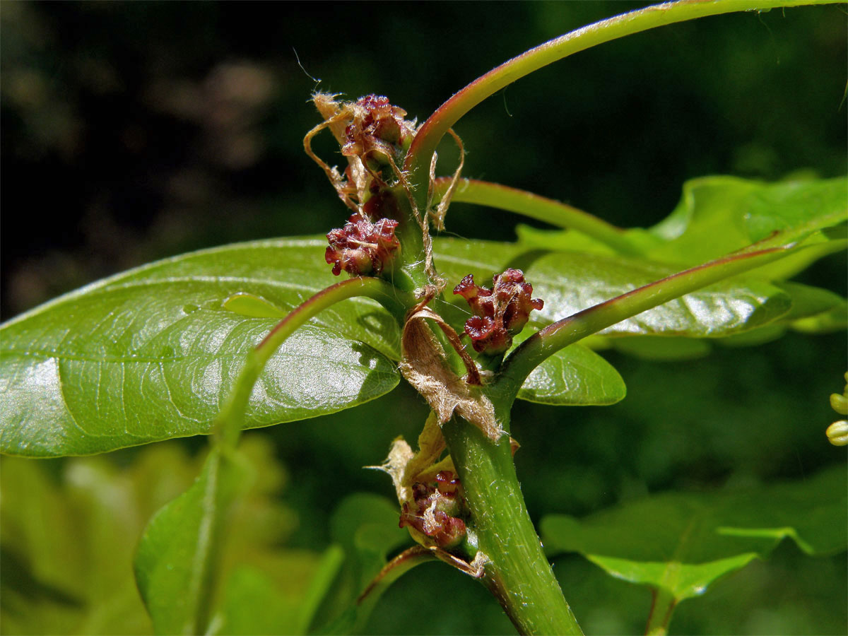 Dub zimní (Quercus petraea (Matuschka) Liebl.)