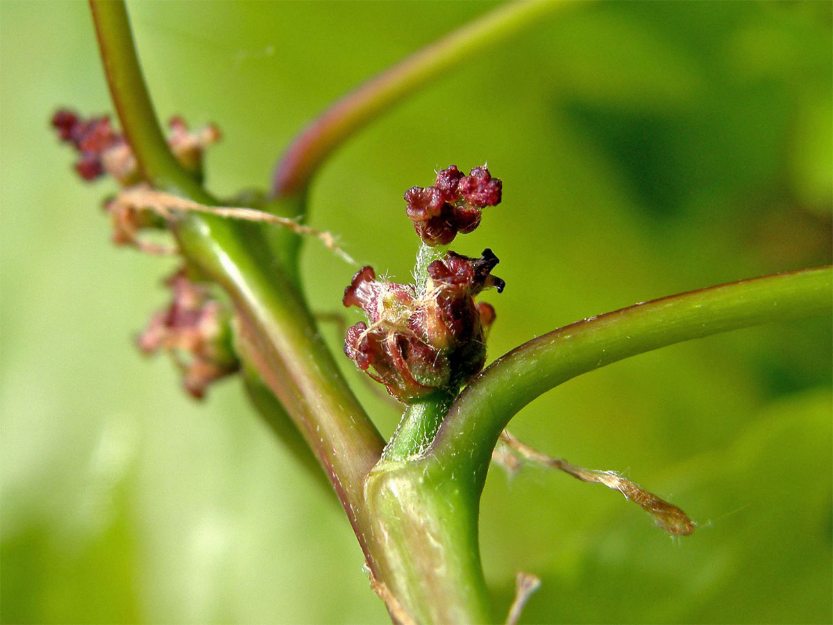 Dub zimní (Quercus petraea (Matuschka) Liebl.)