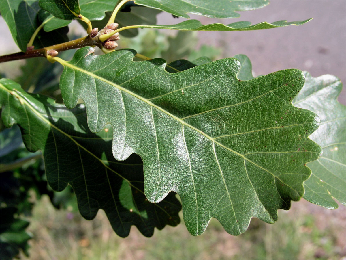 Dub zimní (Quercus petraea (Matuschka) Liebl.)