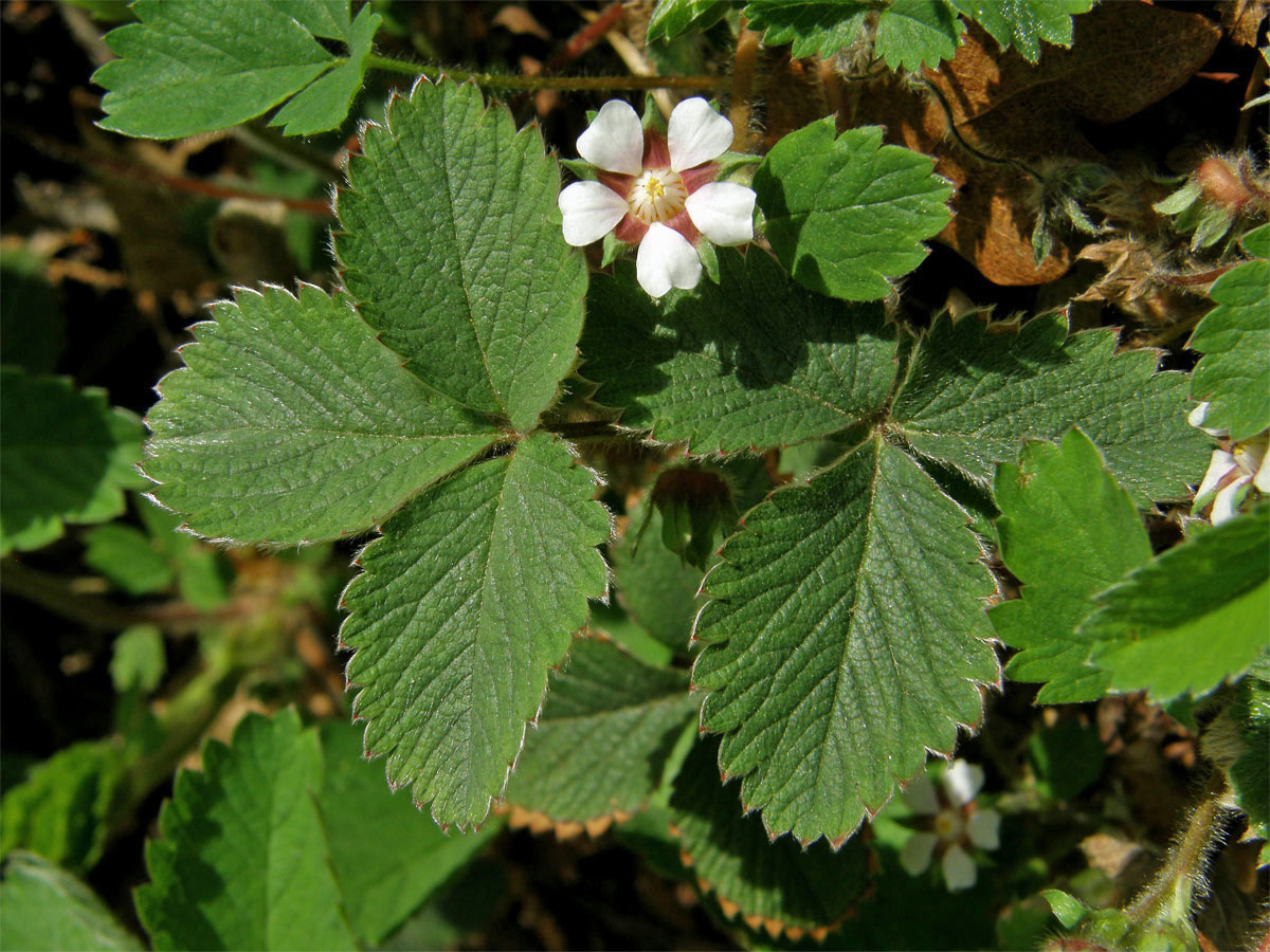 Mochna malokvětá (Potentilla micrantha Ramond ex DC.)