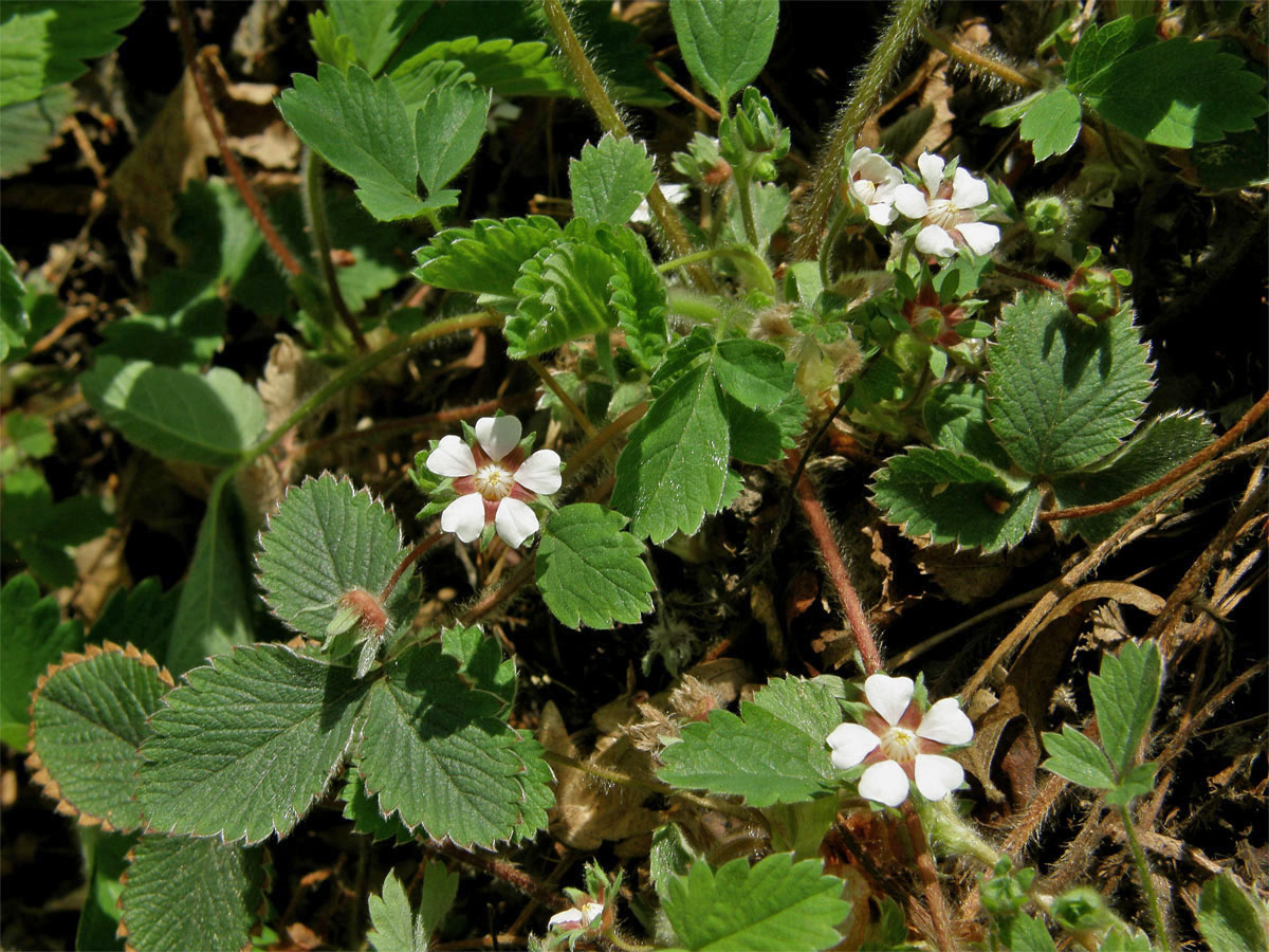 Mochna malokvětá (Potentilla micrantha Ramond ex DC.)