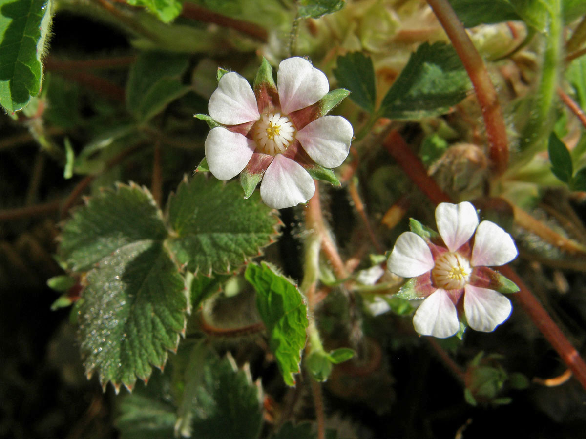 Mochna malokvětá (Potentilla micrantha Ramond ex DC.)