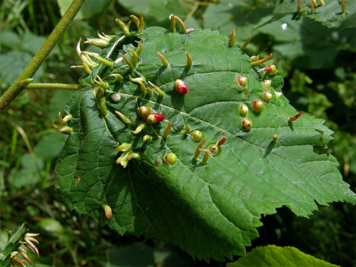 Hálky vlnovníka lipového (Eriophyes tiliae)