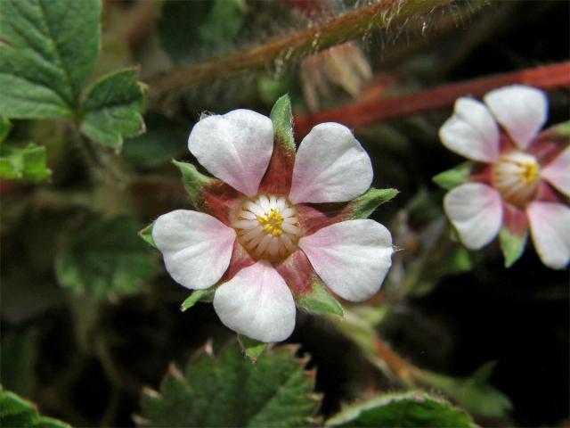 Mochna malokvětá (Potentilla micrantha Ramond ex DC.)