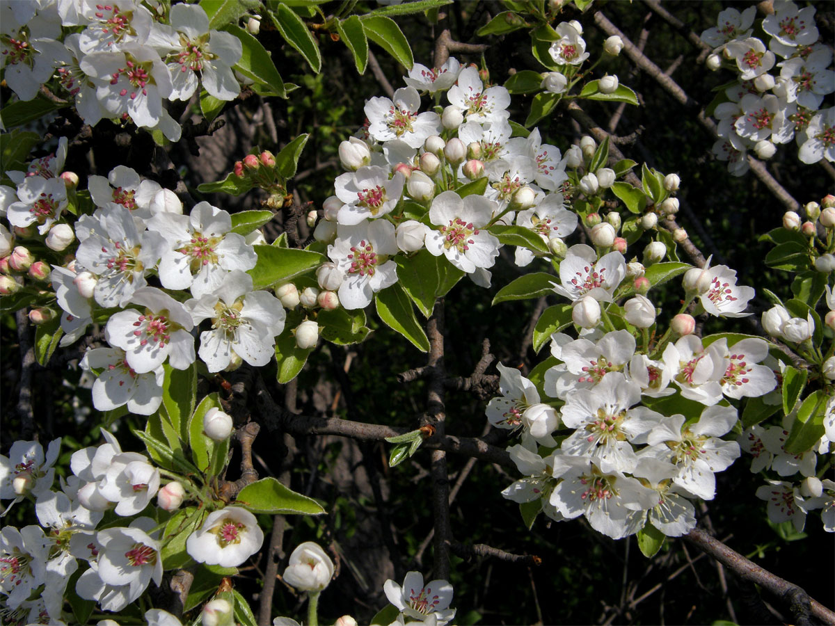 Hrušeň obecná (Pyrus communis L.)