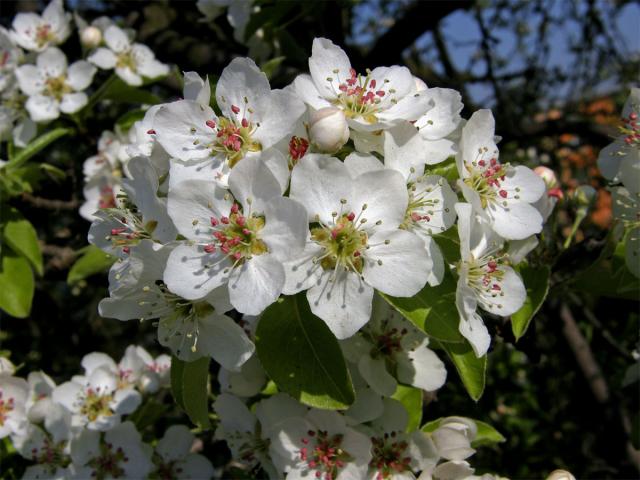 Hrušeň obecná (Pyrus communis L.)