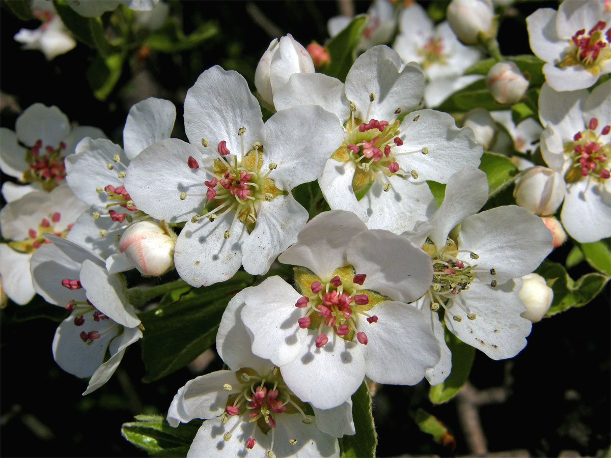 Hrušeň obecná (Pyrus communis L.)