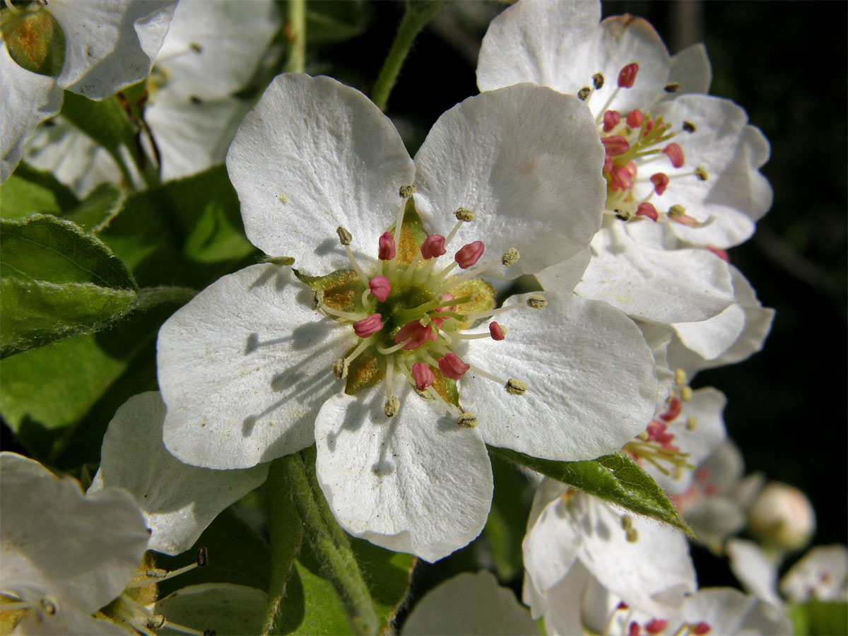 Hrušeň obecná (Pyrus communis L.)