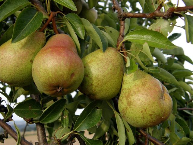 Hrušeň obecná (Pyrus communis L.)