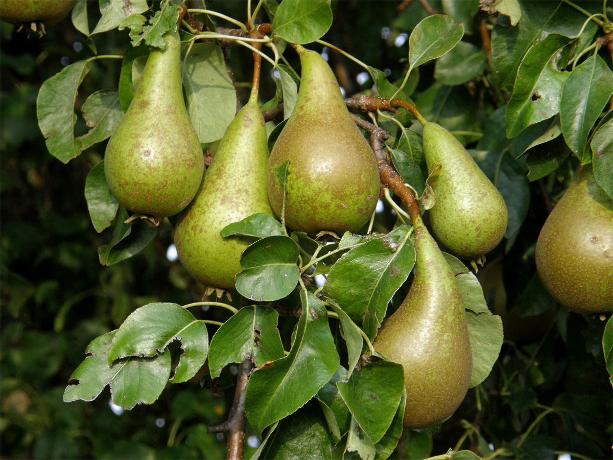 Hrušeň obecná (Pyrus communis L.)