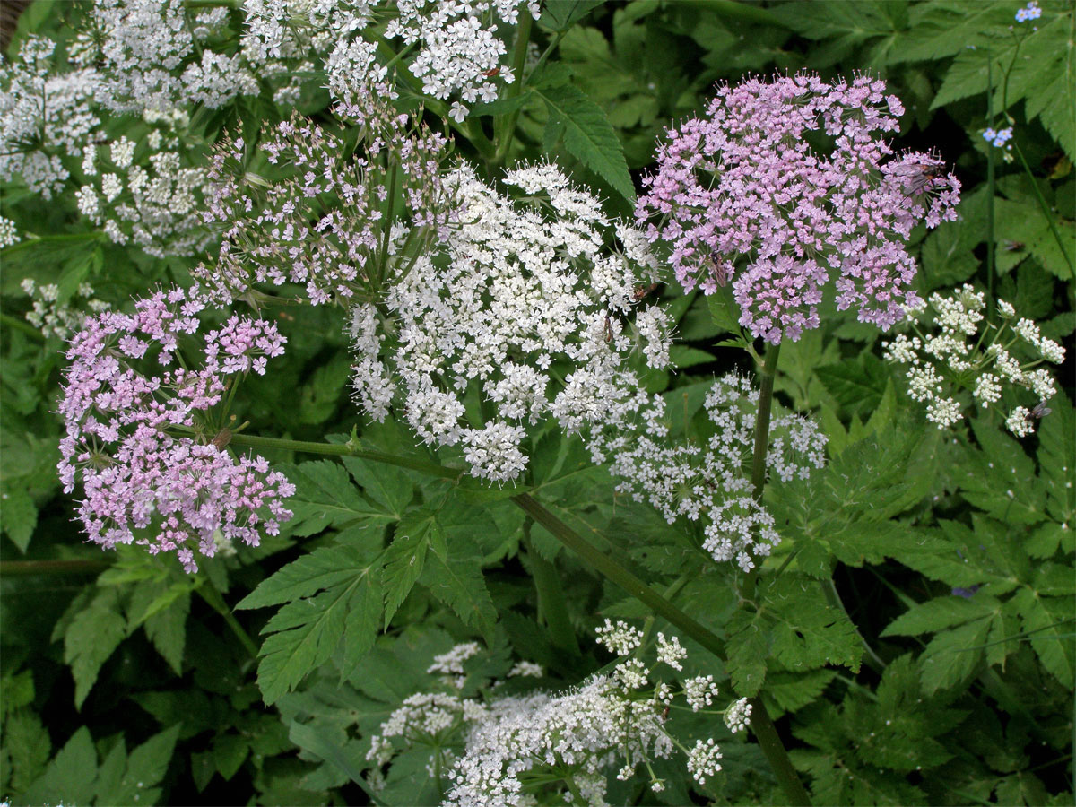 Krabilice chlupatá (Chaerophyllum hirsutum L.)