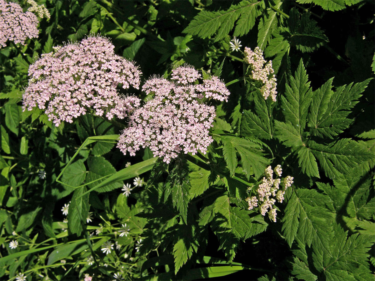 Krabilice chlupatá (Chaerophyllum hirsutum L.)