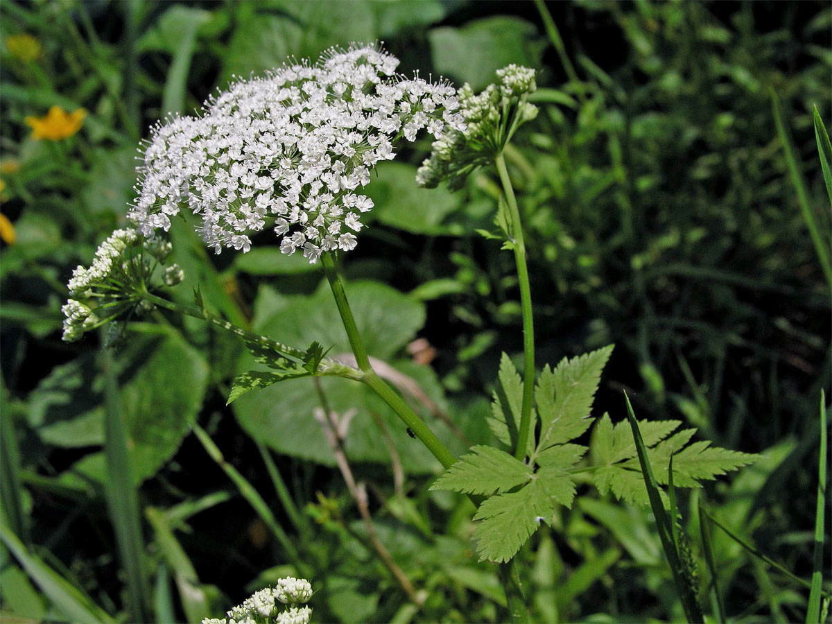 Krabilice chlupatá (Chaerophyllum hirsutum L.)