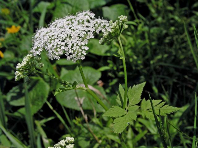 Krabilice chlupatá (Chaerophyllum hirsutum L.)