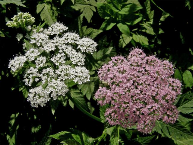 Krabilice chlupatá (Chaerophyllum hirsutum L.)