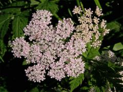 Krabilice chlupatá (Chaerophyllum hirsutum L.)