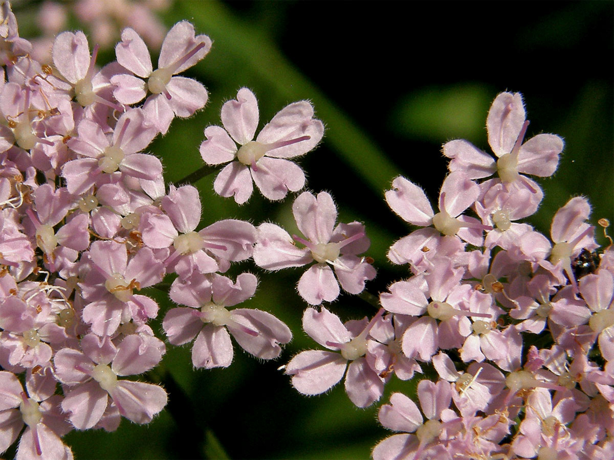 Krabilice chlupatá (Chaerophyllum hirsutum L.)