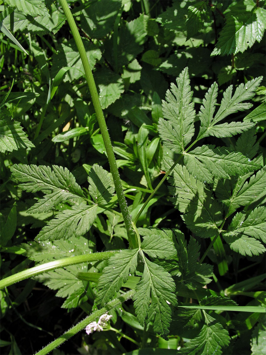 Krabilice chlupatá (Chaerophyllum hirsutum L.)