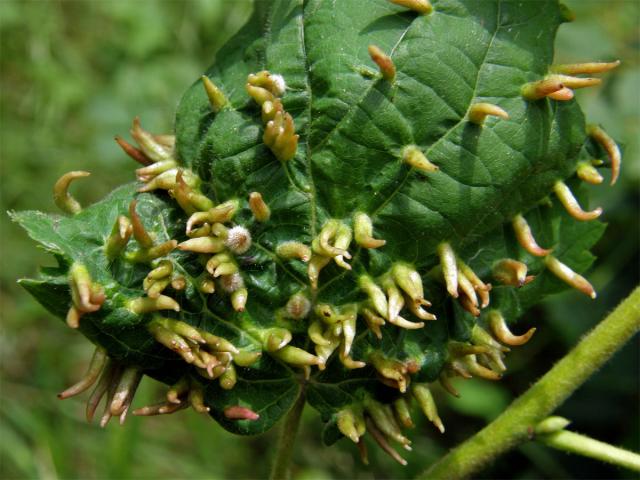 Hálky vlnovníka lipového (Eriophyes tiliae)