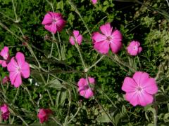 Kohoutek věncový (Lychnis coronaria Desr.)