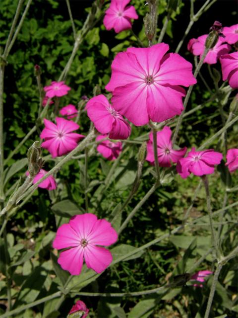 Kohoutek věncový (Lychnis coronaria Desr.)