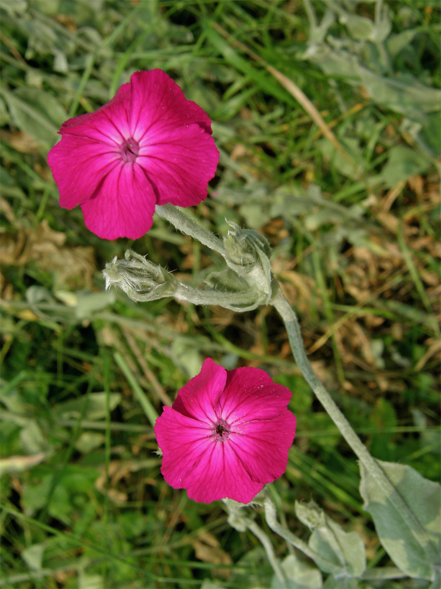 Kohoutek věncový (Lychnis coronaria Desr.)