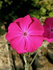 Kohoutek věncový (Lychnis coronaria Desr.)