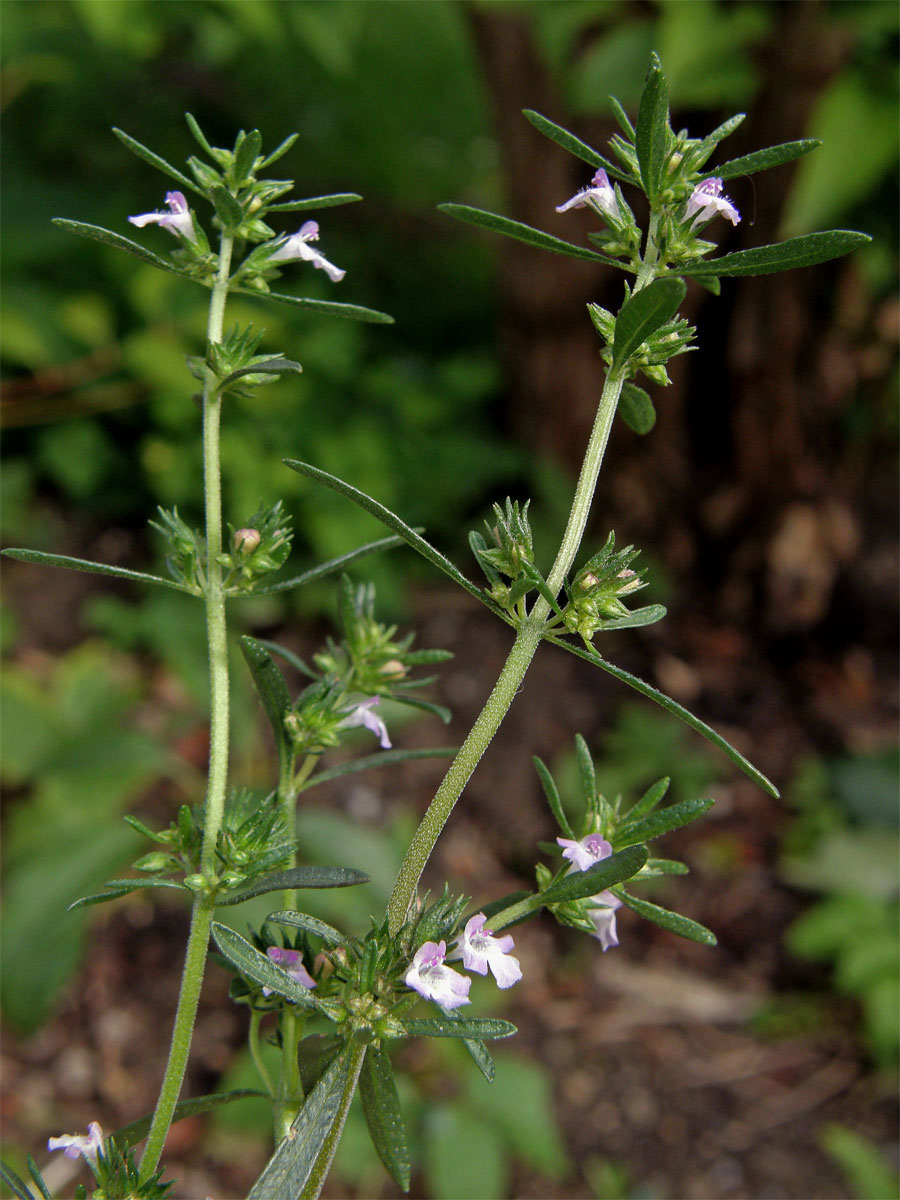 Saturejka zahradní (Satureja hortensis L.)