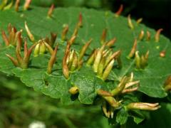 Hálky vlnovníka lipového (Eriophyes tiliae)