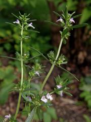 Saturejka zahradní (Satureja hortensis L.)