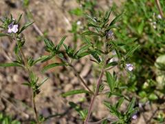 Saturejka zahradní (Satureja hortensis L.)