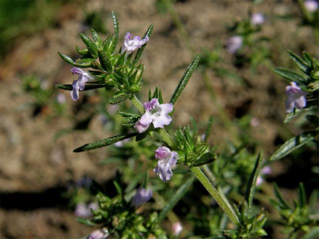 Saturejka zahradní (Satureja hortensis L.)