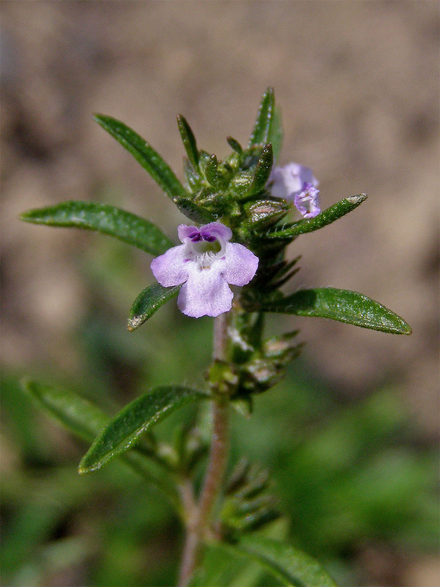 Saturejka zahradní (Satureja hortensis L.)