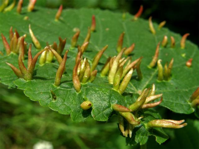 Hálky vlnovníka lipového (Eriophyes tiliae)