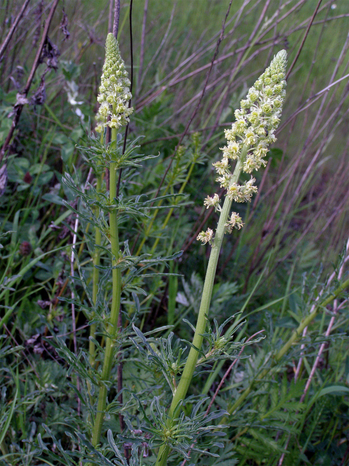 Rýt bílý (Reseda alba L.)