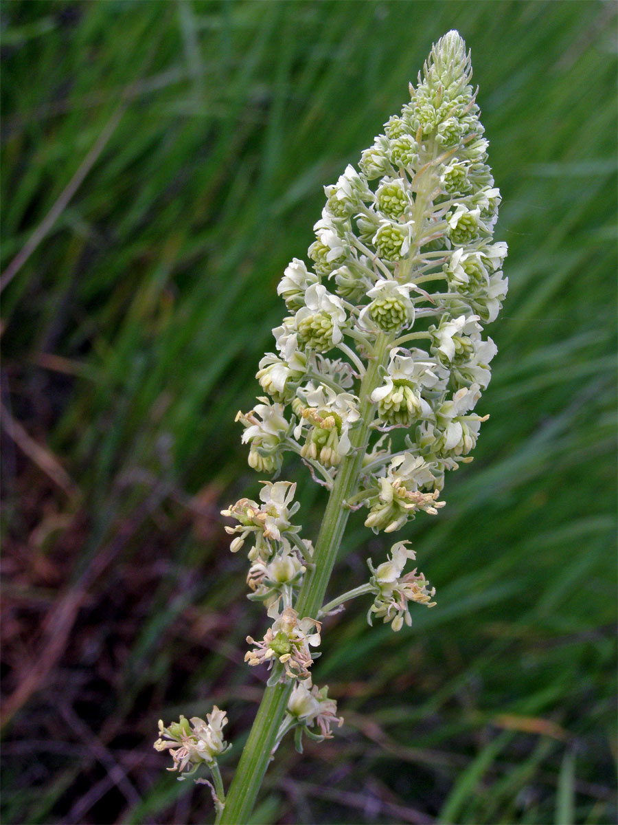 Rýt bílý (Reseda alba L.)