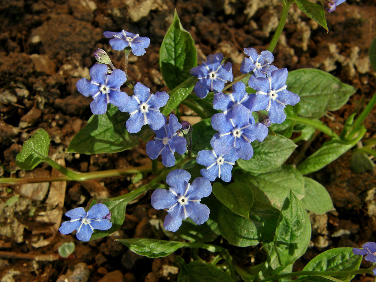 Pupkovec jarní (Omphalodes verna Moench.)