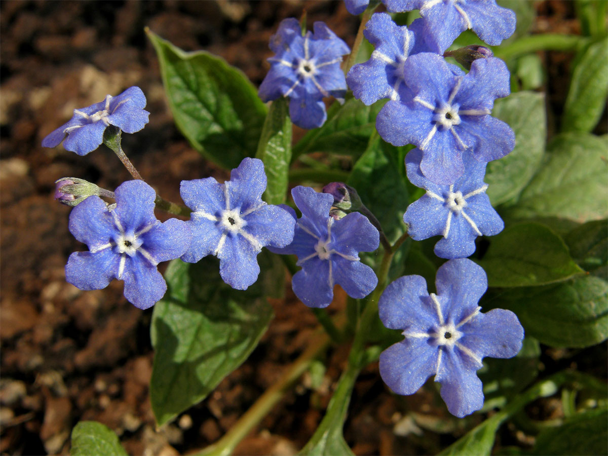 Pupkovec jarní (Omphalodes verna Moench.)