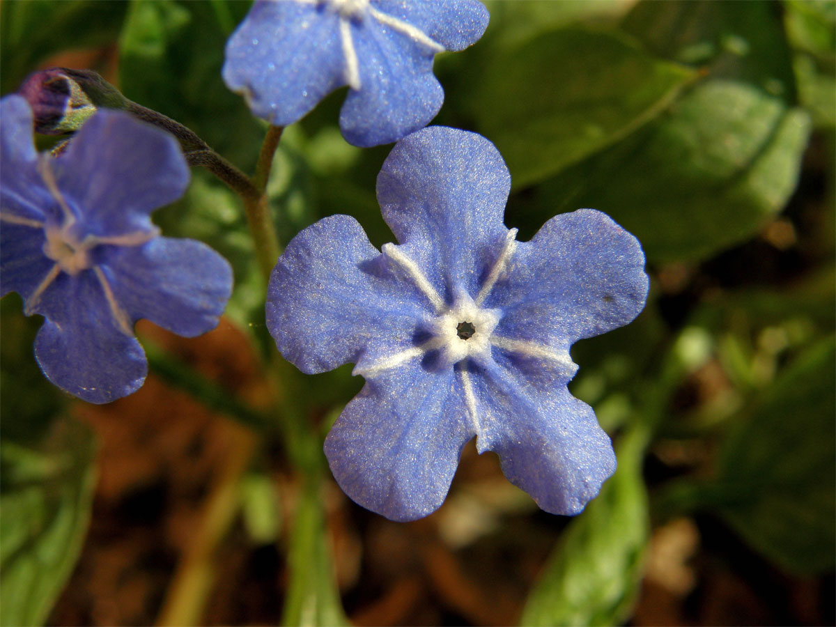 Pupkovec jarní (Omphalodes verna Moench.)