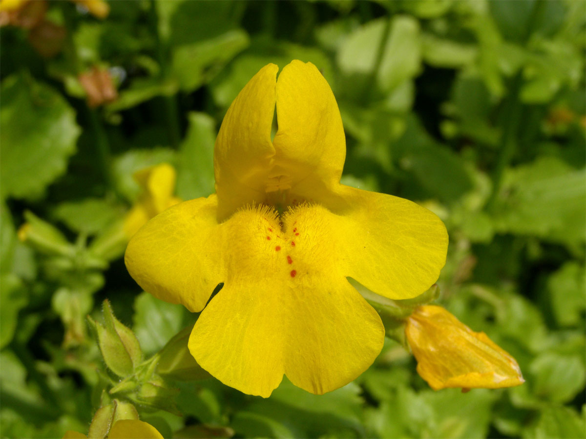 Kejklířka skvrnitá (Mimulus guttatus DC.)