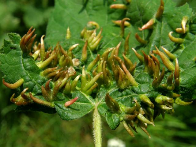 Hálky vlnovníka lipového (Eriophyes tiliae)