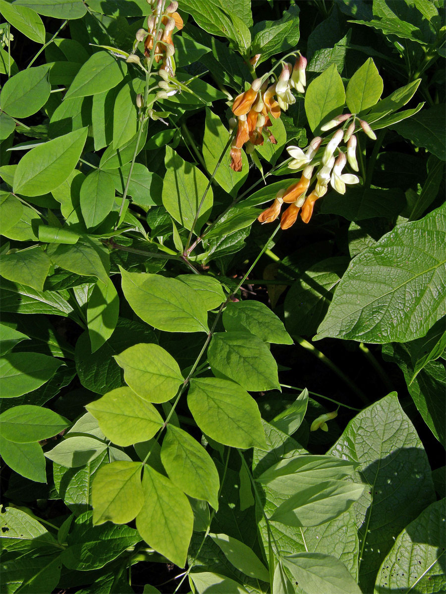 Hrachor žlutý (Lathyrus luteus L.)