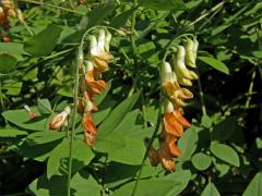 Hrachor žlutý (Lathyrus luteus L.)