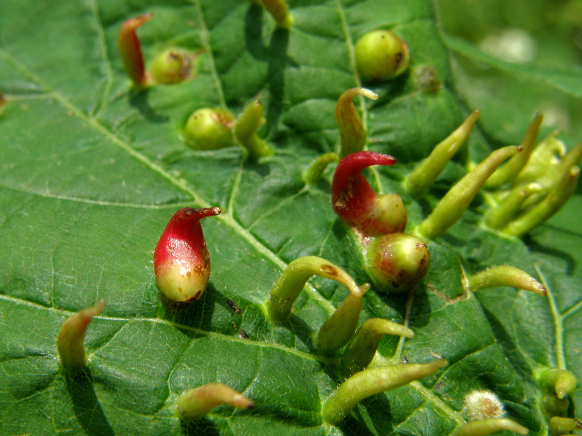 Hálky vlnovníka lipového (Eriophyes tiliae)