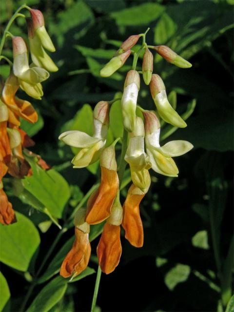 Hrachor žlutý (Lathyrus luteus L.)