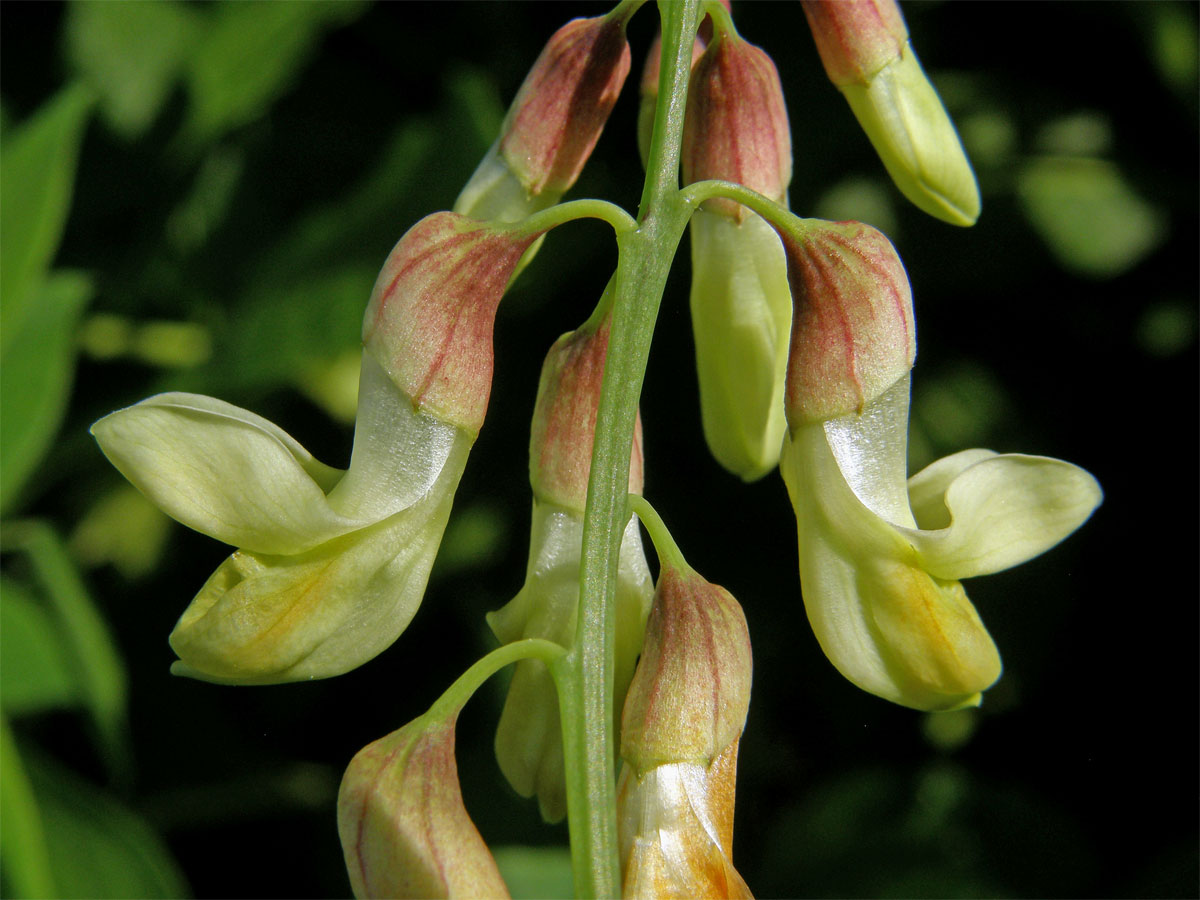 Hrachor žlutý (Lathyrus luteus L.)