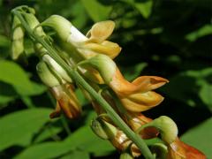 Hrachor žlutý (Lathyrus luteus L.)